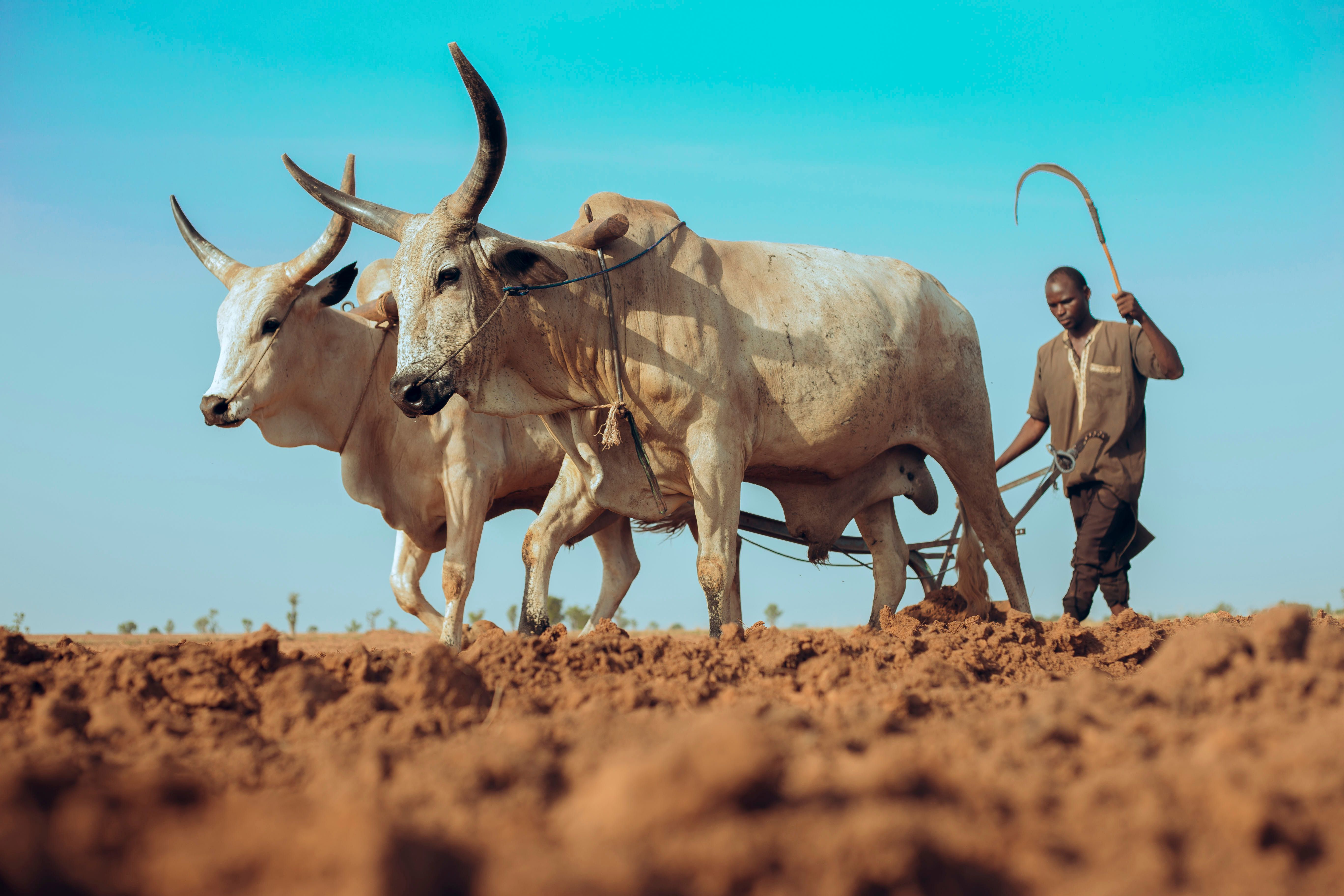 Agriculture & Food Security